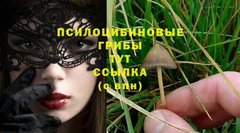 Псилоцибиновые грибы Psilocybe  Бахчисарай 